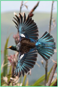 Hikurangi