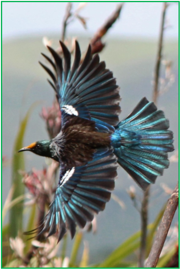 Hikurangi